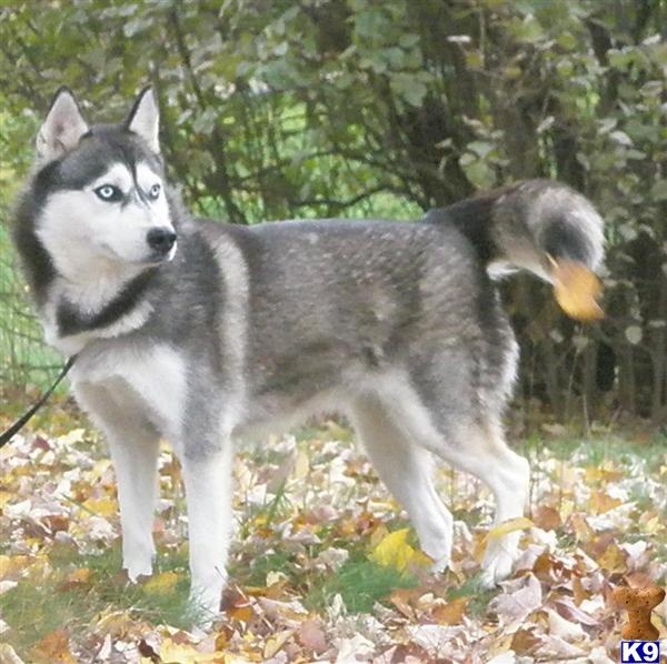 Siberian Husky Dog for Sale Seppala linedAKC/OFAd Good Hips/Normal