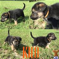 german shepherd puppy posted by WOLVESDENRANCH