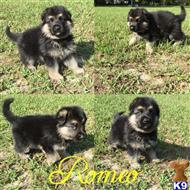 german shepherd puppy posted by WOLVESDENRANCH