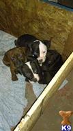 american pit bull puppy posted by WOWENS