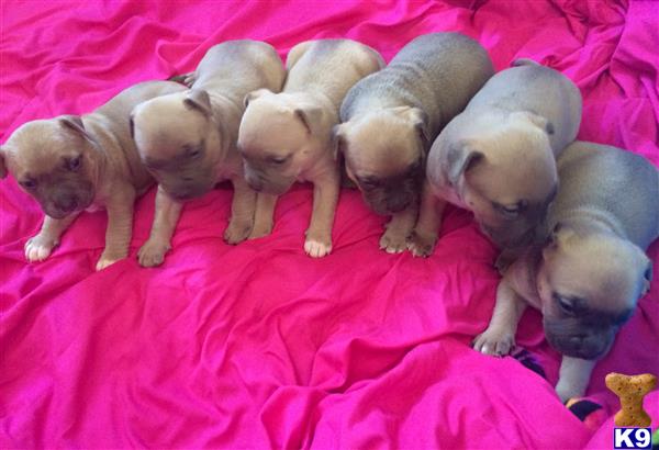 american pit bull puppy posted by Walkertaylor
