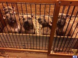 american pit bull puppy posted by Walkertaylor