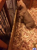 american pit bull puppy posted by Walkertaylor