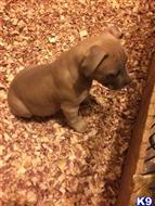 american pit bull puppy posted by Walkertaylor