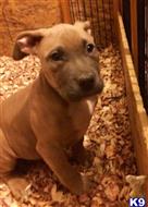 american pit bull puppy posted by Walkertaylor