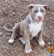 american pit bull puppy posted by Walkertaylor