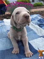 weimaraner puppy posted by Warfordsburgweimaraners