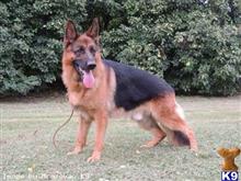German Shepherd