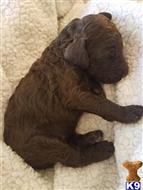 Poodle