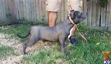 American Bully