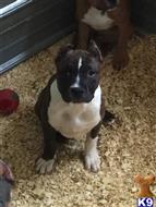 American Bully