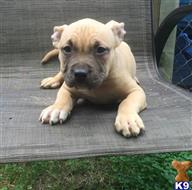 American Bully