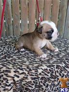 english bulldog puppy posted by Wemajor7