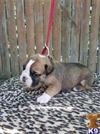 english bulldog puppy posted by Wemajor7
