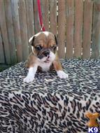 english bulldog puppy posted by Wemajor7