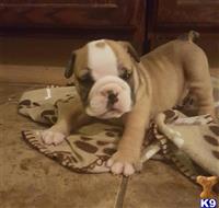 English Bulldog