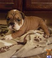 English Bulldog