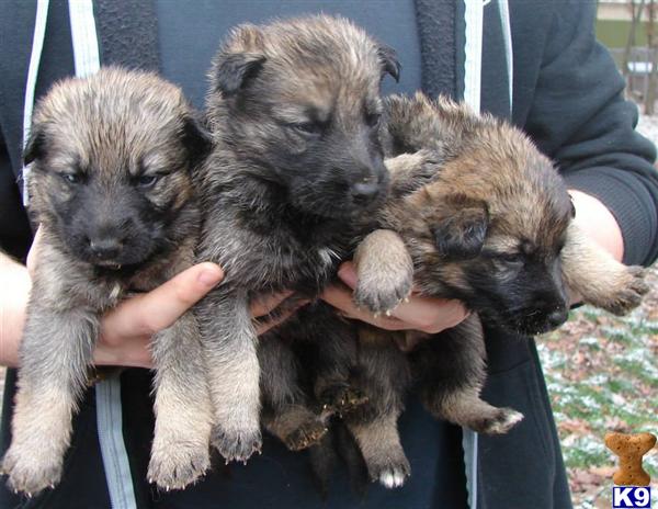 haired german shepherd puppies for sale in michigan german shepherd puppies for sale in michigan akc haired german shepherd puppies for sale in michigan german shepherd puppies for sale in michigan akc