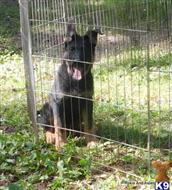german shepherd puppy posted by Wendy001