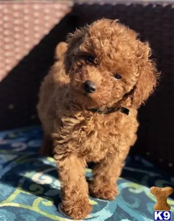 Goldendoodles puppy for sale