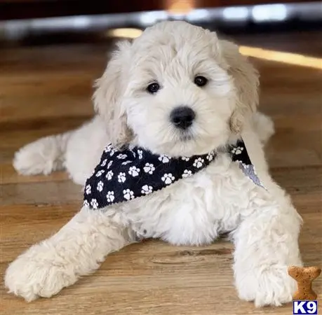 Goldendoodles puppy for sale