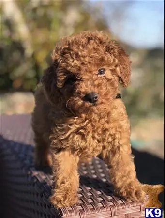 Goldendoodles puppy for sale
