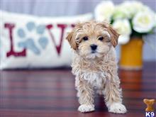 goldendoodles puppy posted by Westdylan114