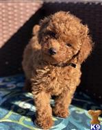 goldendoodles puppy posted by Westdylan114