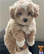 maltipoo puppy posted by Westdylan114