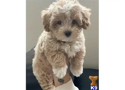 Freddy available Maltipoo puppy located in ANAHEIM