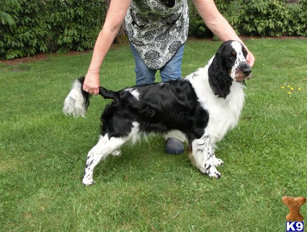 English Springer Spaniel
