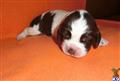 english springer spaniel puppy posted by Westfalen