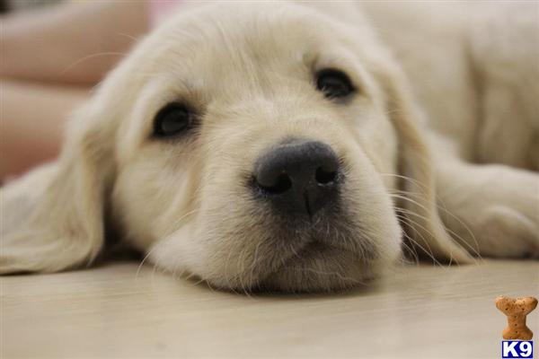 golden retriever breeders az golden retriever puppies for sale in arizona golden retriever breeders az golden retriever puppies for sale in arizona
