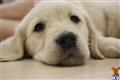 golden retriever puppy posted by Westwing