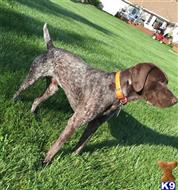 Jax available German Shorthaired Pointer puppy located in SPRINGFIELD