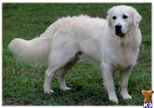 white gold golden retrievers golden retriever stud ch charles henry of golden duck 9 years white gold golden retrievers golden retriever stud ch charles henry of golden duck 9 years