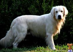white gold golden retrievers golden retriever stud dogs in virginia white gold golden retrievers golden retriever stud dogs in virginia