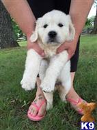 golden retriever puppy posted by Whitegold