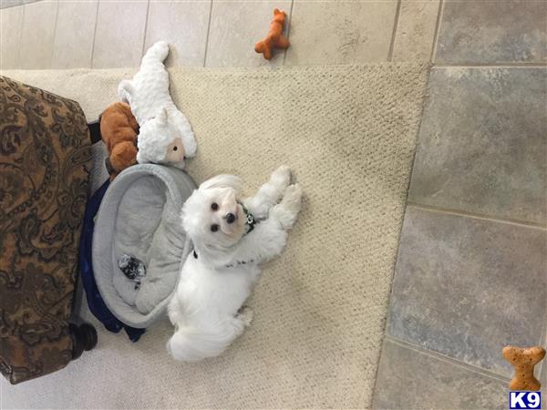 Maltese stud dog
