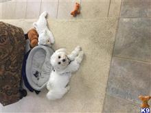Louie available Maltese puppy located in CHINA