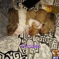 american bully puppy posted by Whoadie