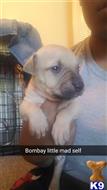 american pit bull puppy posted by WildKatt94