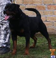 rottweiler puppy posted by Willdbugg