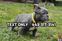 french bulldog puppy posted by Williambaker122
