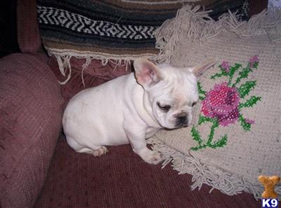 bulldog puppies peoria il bulldog puppy for sale white pied bulldog puppies illinois 9 bulldog puppies peoria il bulldog puppy for sale white pied bulldog puppies illinois 9