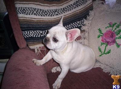 bulldog puppies peoria il bulldog puppy for sale white pied bulldog puppies illinois 9 bulldog puppies peoria il bulldog puppy for sale white pied bulldog puppies illinois 9