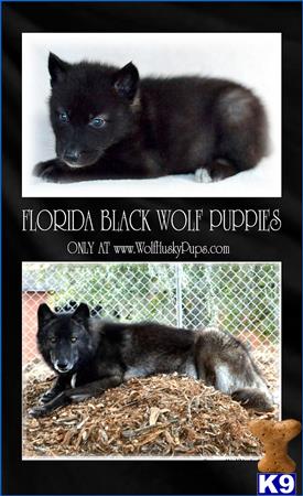 german shepherd puppies raleigh nc puppies for sale in carolina german shepherd puppies raleigh nc puppies for sale in carolina