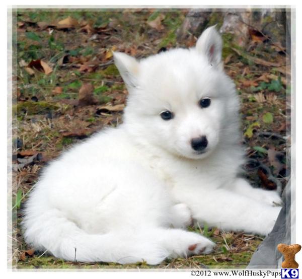Wolf Dog Puppy For Sale Solid White Hybrid Puppies In Nc Ready Now 9 Years Old