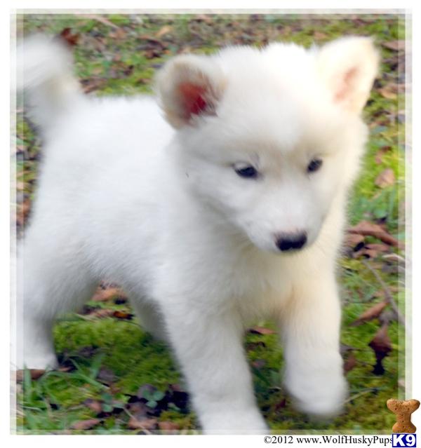 wolf dog puppy for