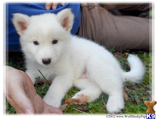 wolf puppies for sale in nc wolf puppy for sale solid white pups in nc 6 years wolf puppies for sale in nc wolf puppy for sale solid white pups in nc 6 years